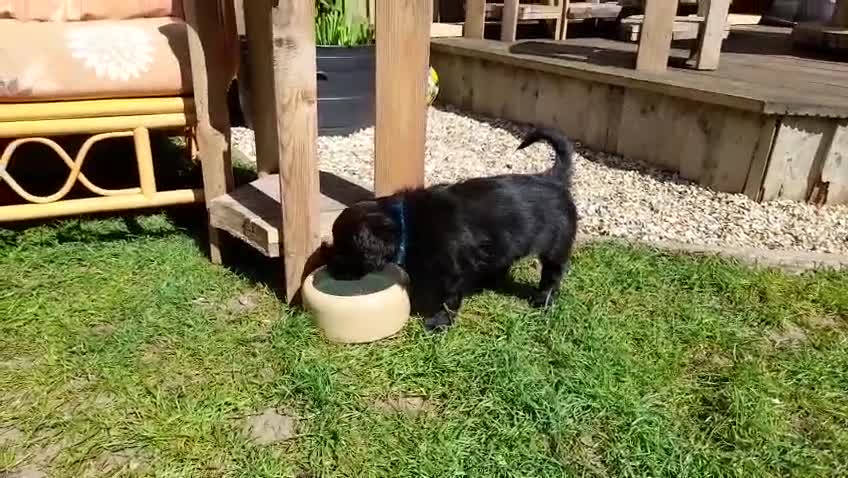 Mixed Breed dogs for sale: Stunning Huntadoodles - Ready this Bank Holiday  - Video 3