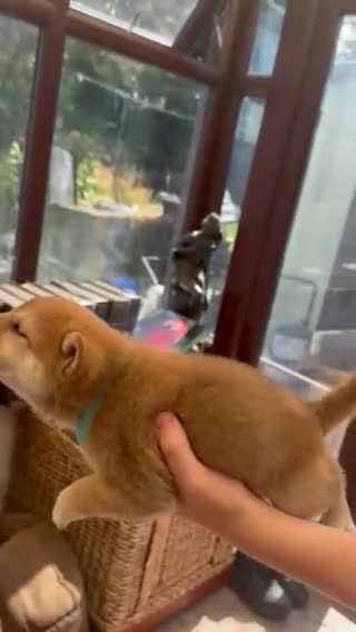 Japanese Shiba Inu dogs for sale: Shiba Inu Full Pedigree Puppies - Video 4