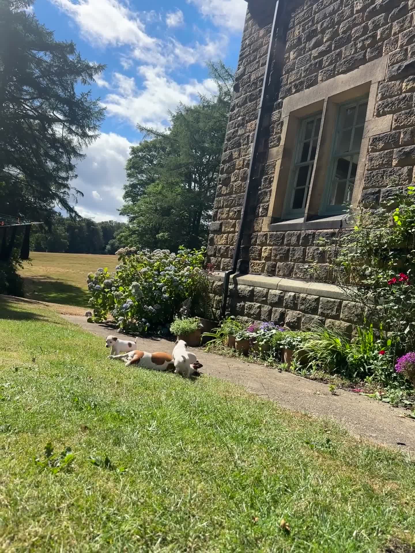 Jack Russell dogs for sale: Jack Russell puppy 1 male 9 weeks  - Video 1