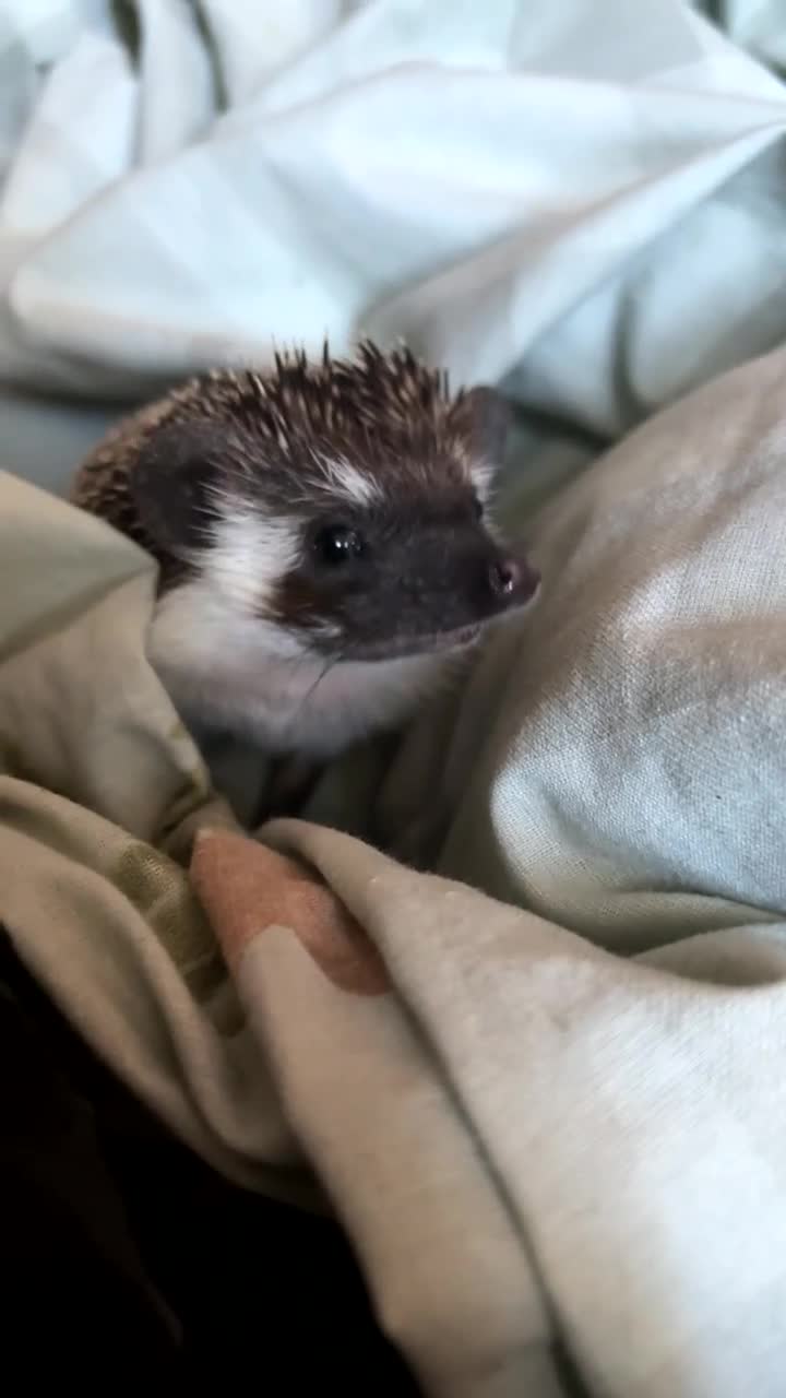 Pygmy Hedgehog rodents for sale: african pygmy hedgehog  - Video 1