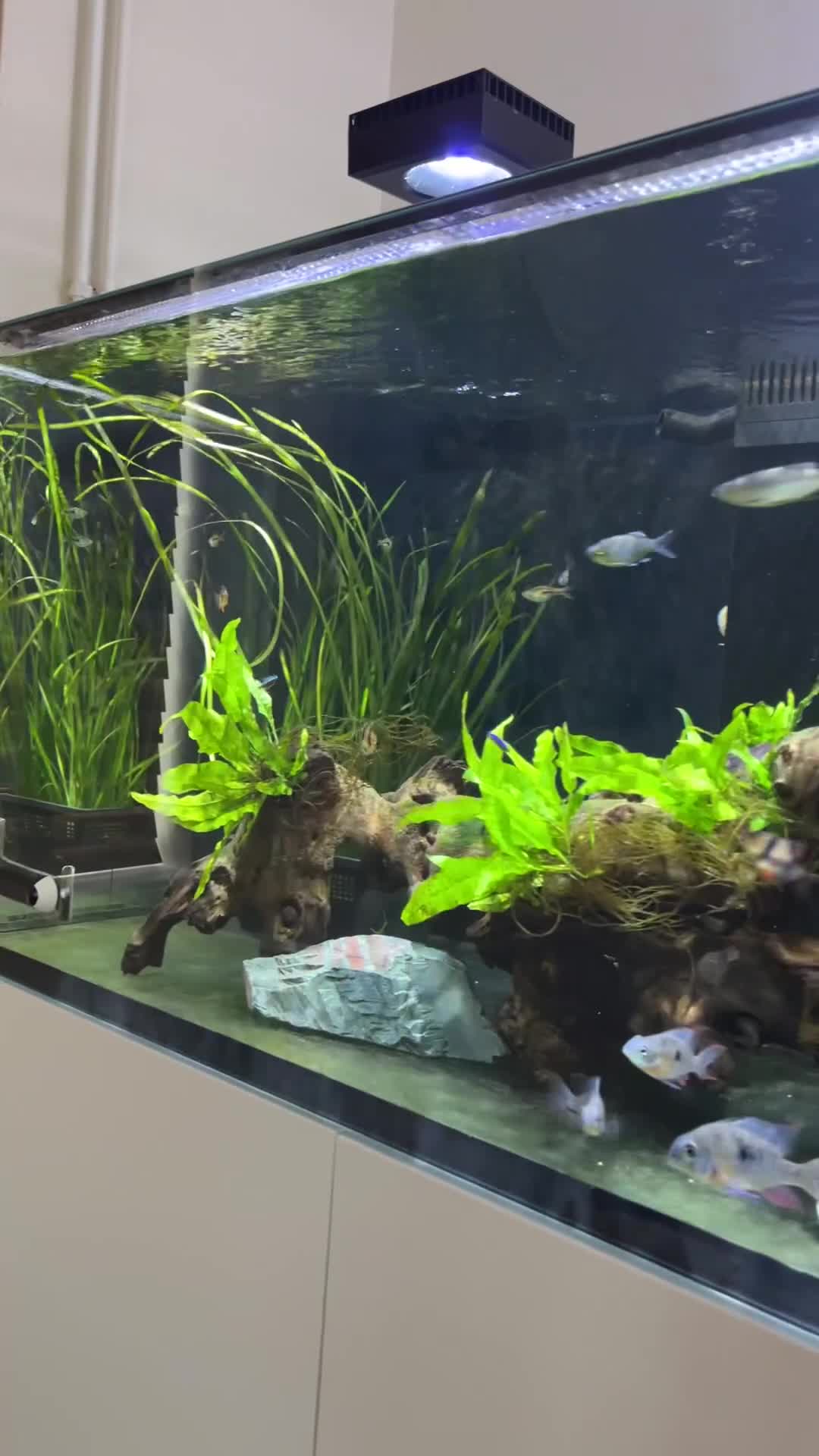 Barbs fish for sale: Aquarium closure full contents available  - Video 1