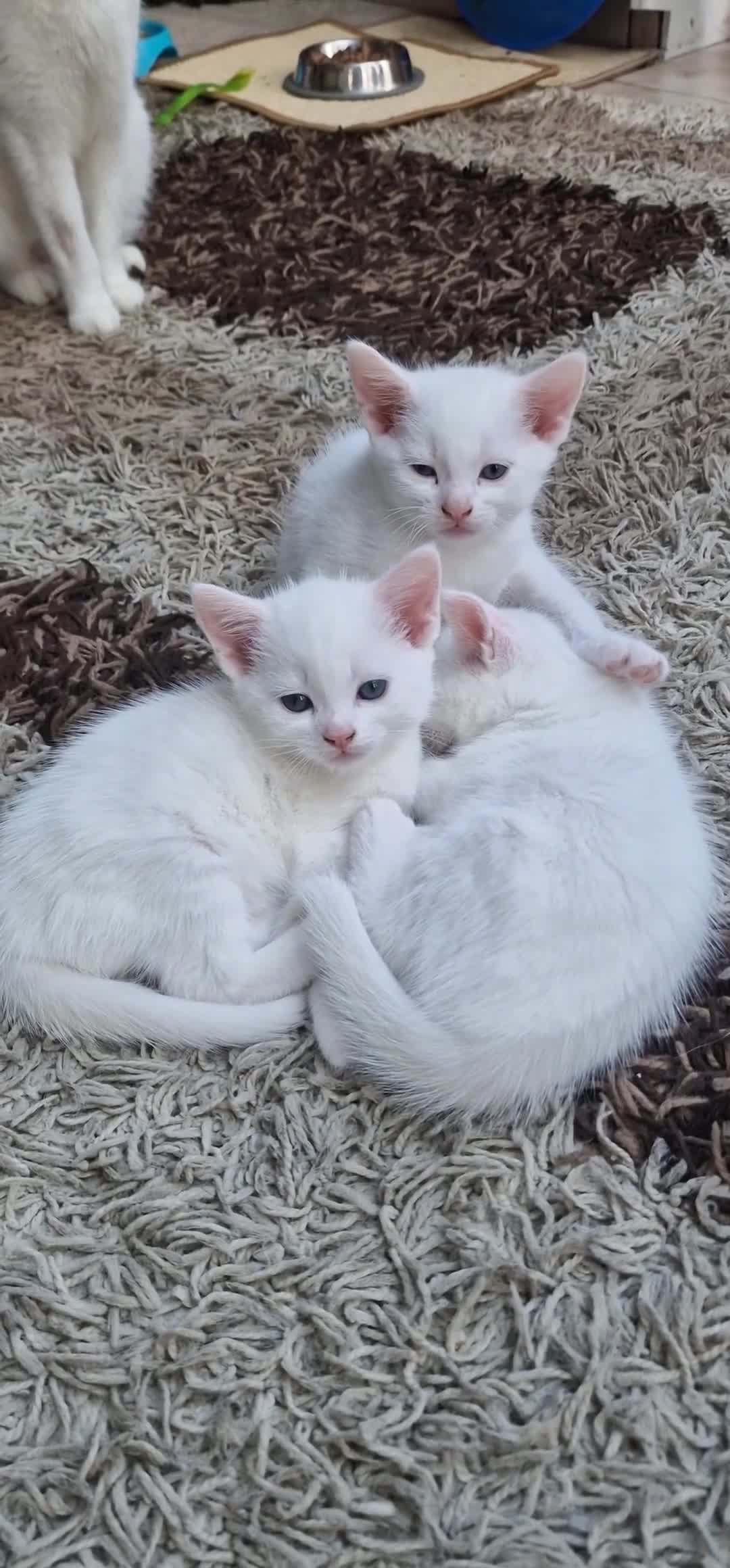 Mixed Breed cats for sale: White kittens. Ready Now. £150 each - Video 3