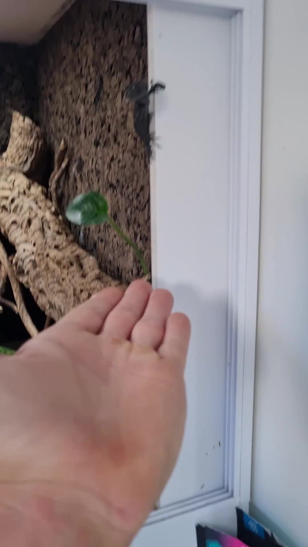 Monitor reptiles for sale: Ukcb varanus beccarii  - Video 1