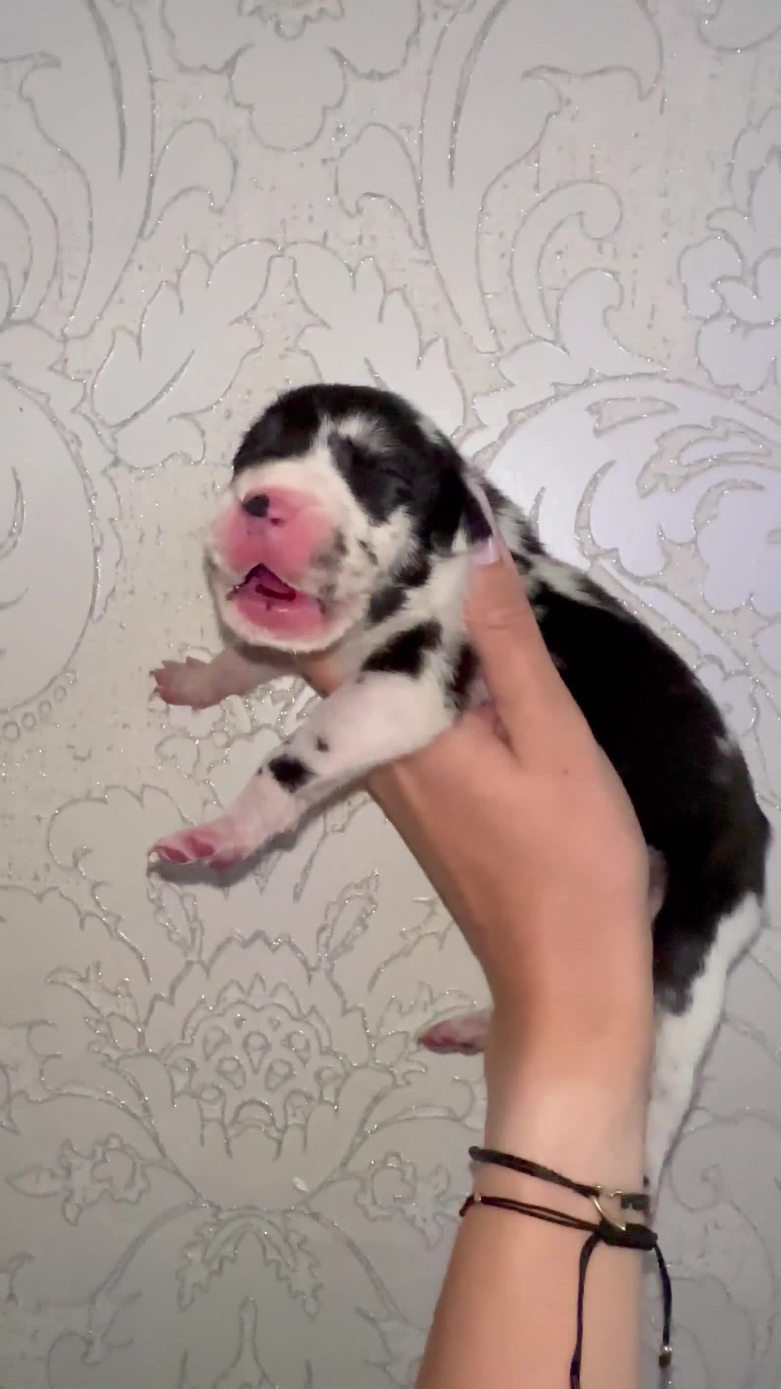 Great Dane dogs for sale: HARLIQUIN & BLACK PUPS KC REGISTERED  - Video 4