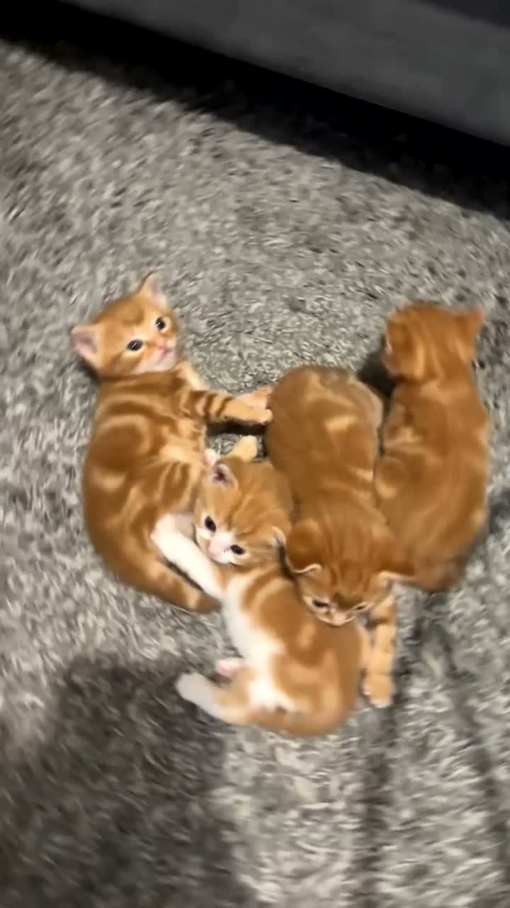 Mixed Breed cats for sale: Lovely kittens  in Hull - Video 1