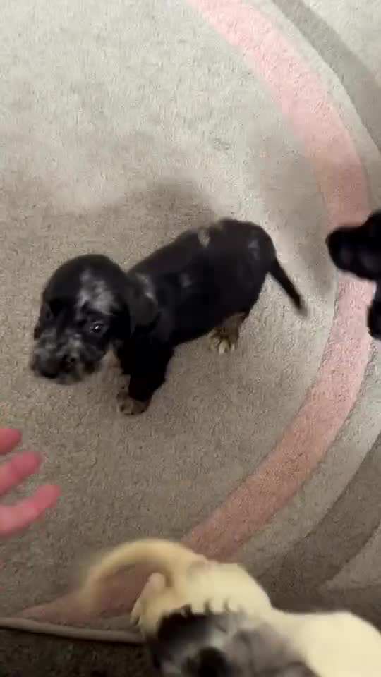 Cocker Spaniel dogs for sale: Last boy remaining  - Video 1