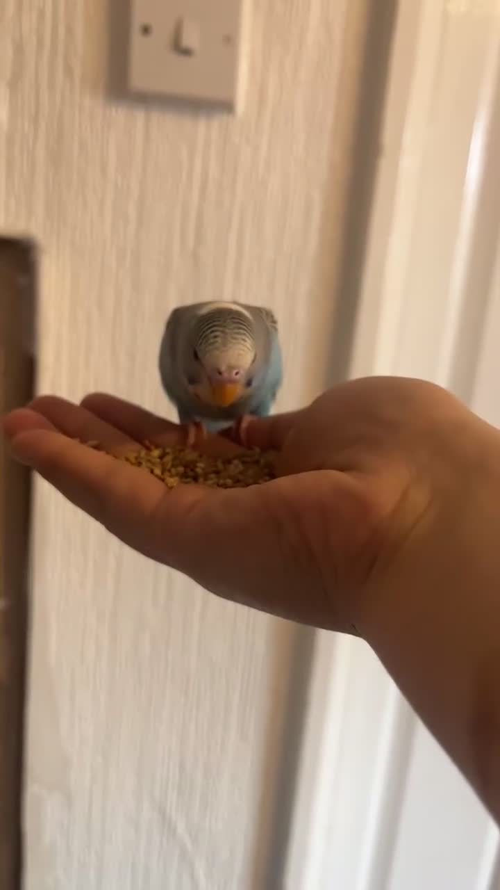 Budgerigars birds for sale: Budgies for sale in Wednesbury - Video 2