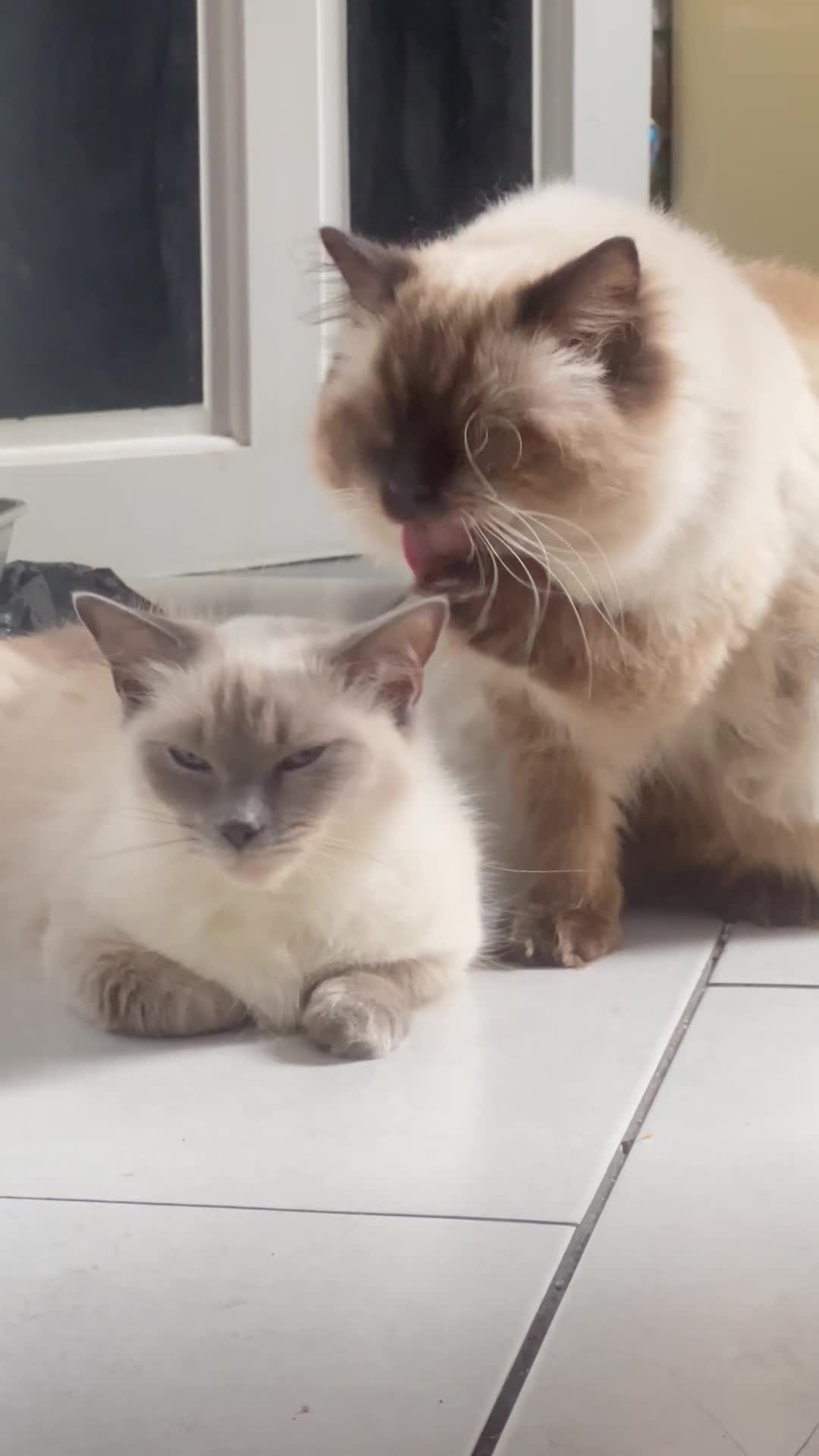 Ragdoll cats for sale: Adorable Ragdoll Kittens  🐾 - Video 1