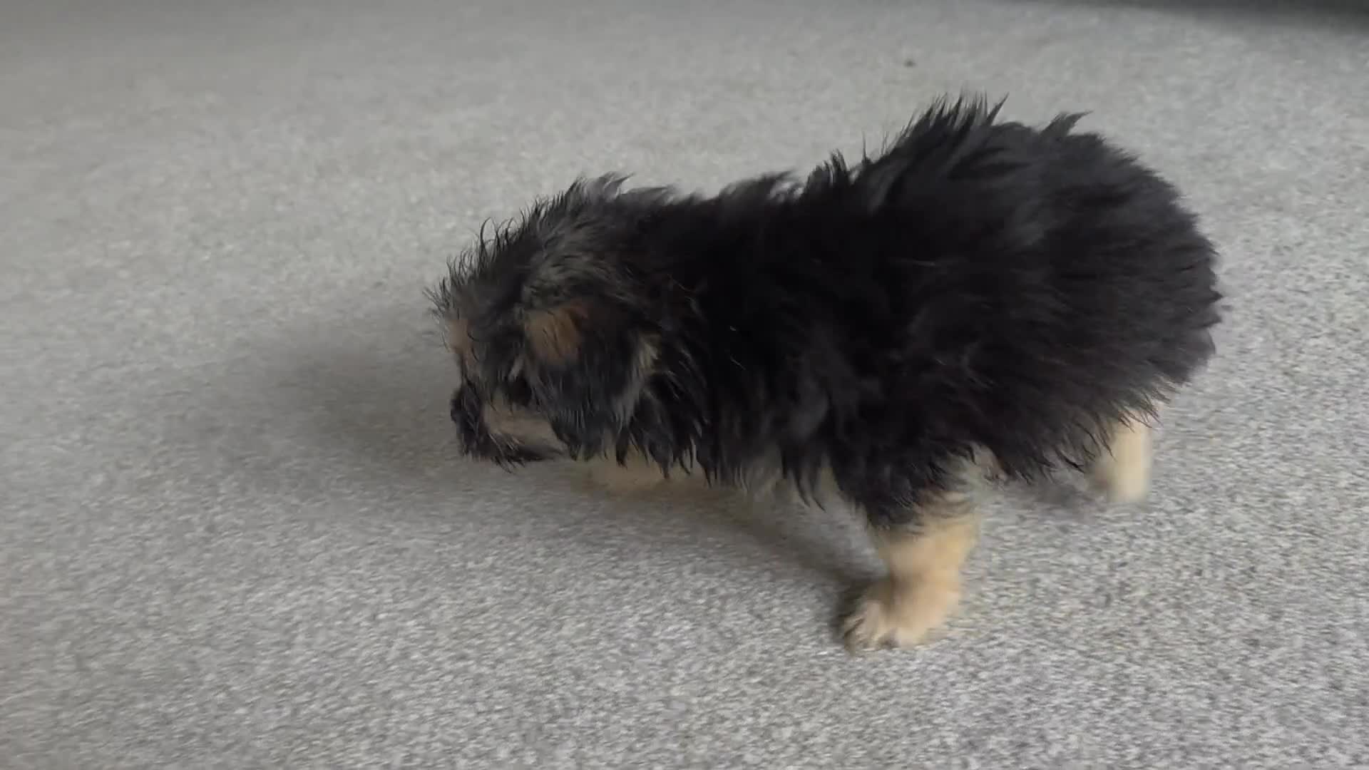 Mixed Breed dogs for sale: Beautiful Pomeranian x Yorkiepoo - Video 1