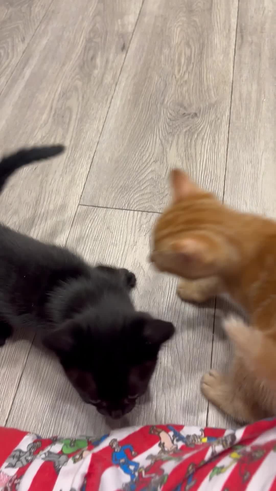 British Shorthair cats for sale: Beautiful kittens READY TO LEAVE SUNDAY - Video 1