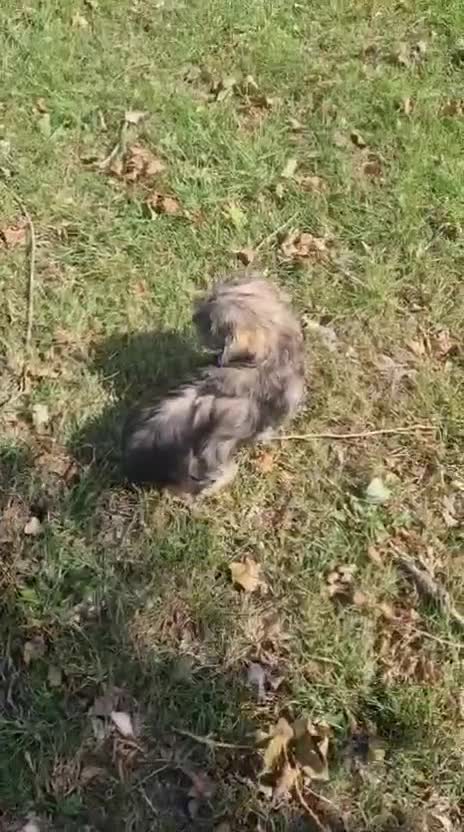 Shorkie dogs for sale: Shorkie pups ready now - Video 2