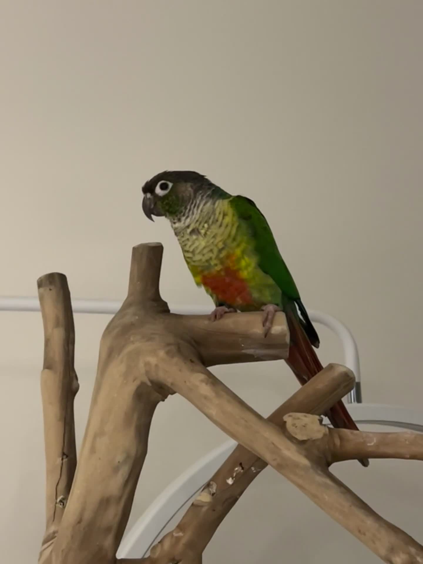 Conures birds for sale: Sad Sale, pineapple and green conure pair in Rugby - Video 1