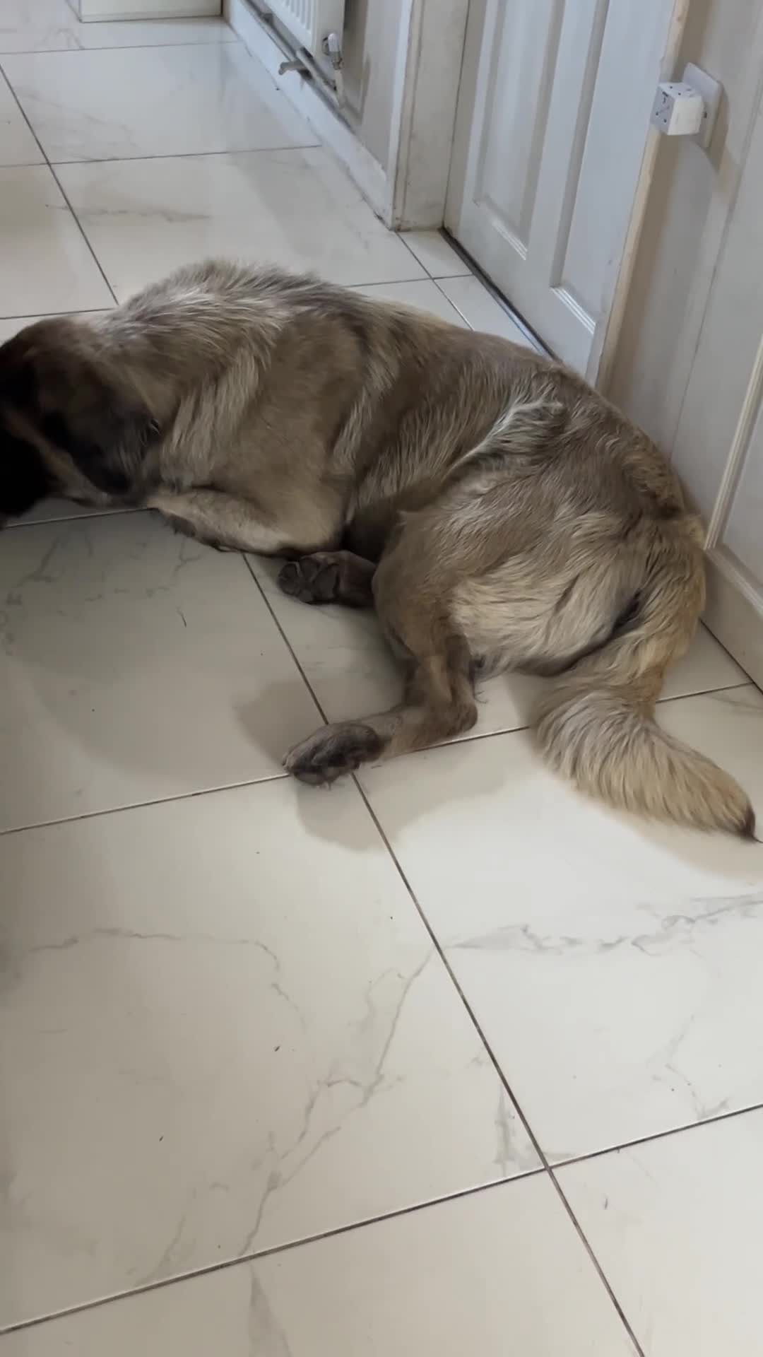 Mastiff dogs for stud: Hector 🐾 FOR STUD ONLY in Huddersfield - Video 2