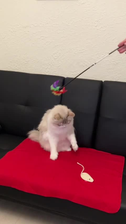 Siberian cats for stud: Grand Champion siberian stud service in London - Video 3