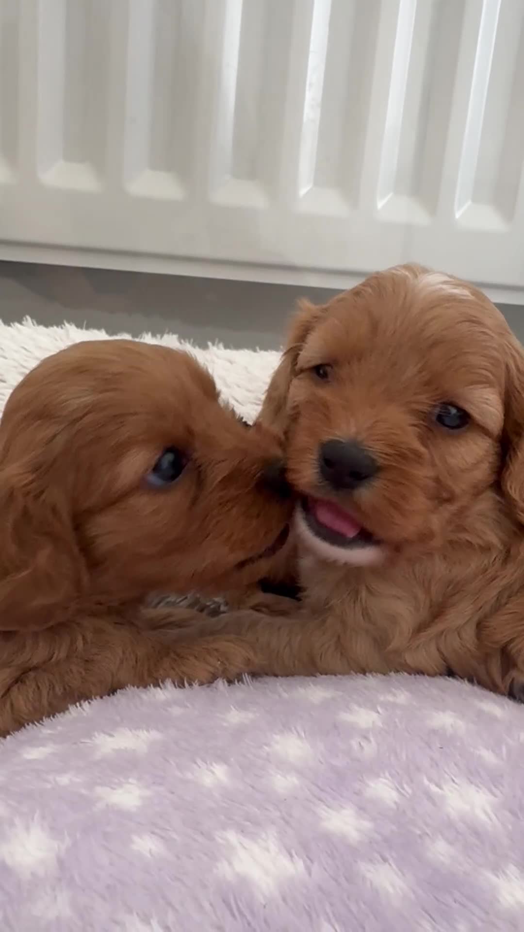 Cavapoo dogs for sale: Extensively health tested F1 Cavapoos  - Video 3