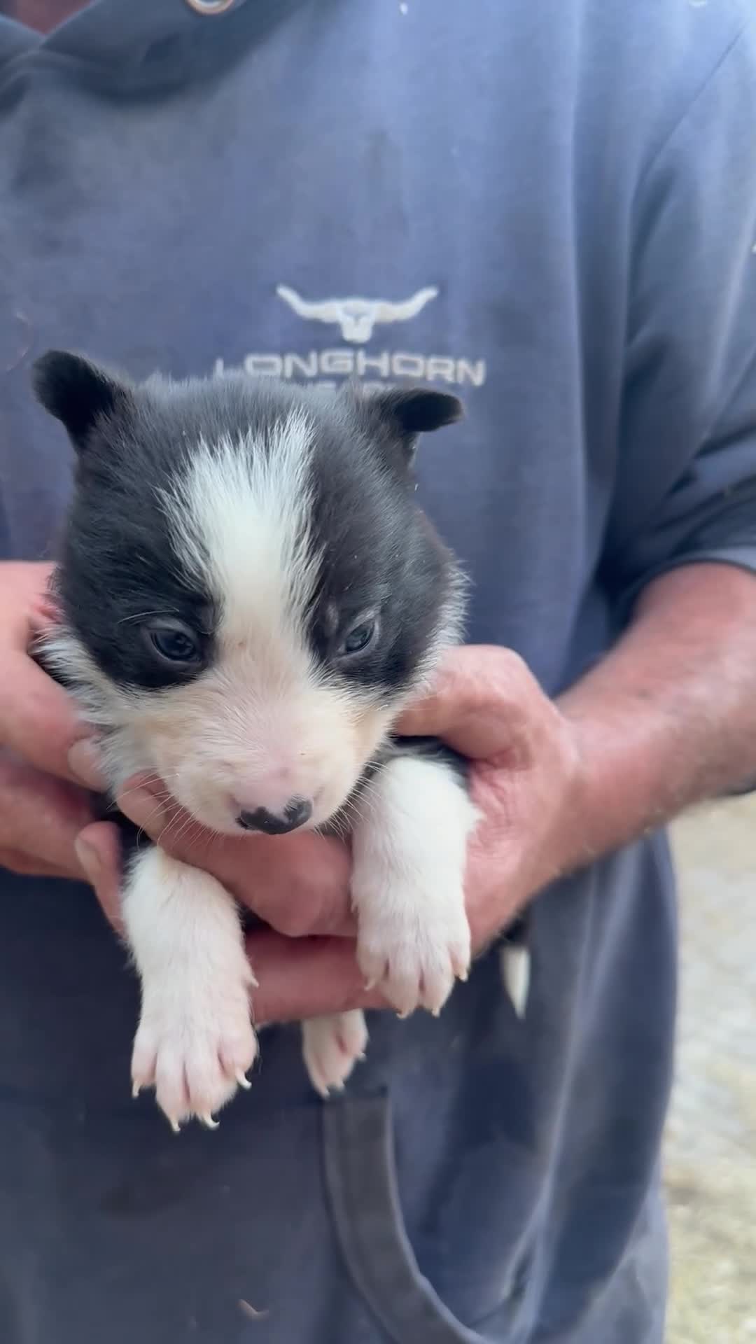 Border Collie dogs for sale: Border collie pups  - Video 4