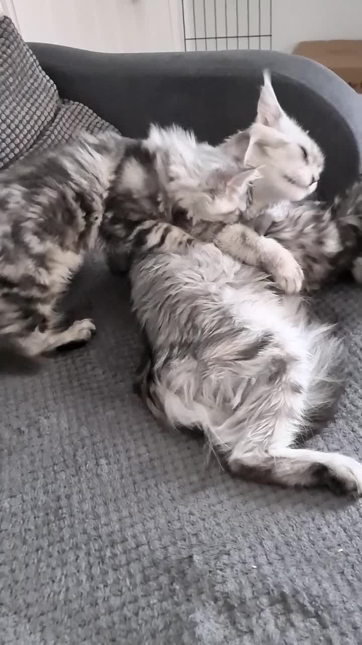 Maine Coon cats for sale: STUNNING XL PEDIGREE MAINE COON KITTENS  - Video 4