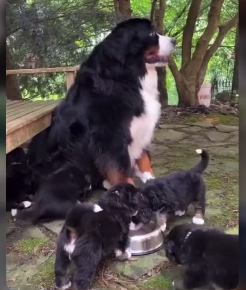 Bernese Mountain Dog dogs for sale: Well Trained Home  Bernese Mountain Pups  in Reading - Video 4