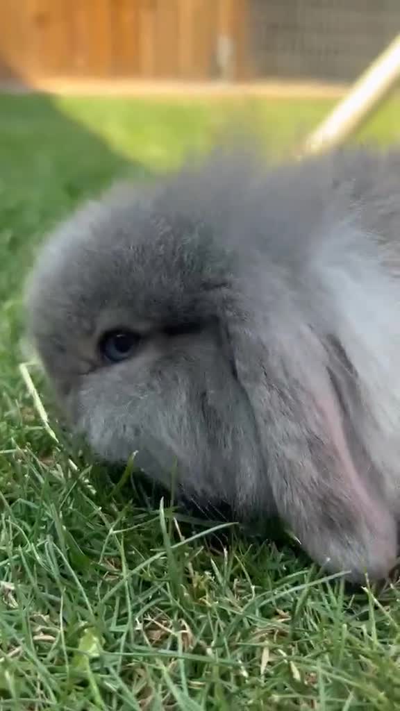 Mini Lion Lop rabbits for sale: lop x Lion head baby bunnies  - Video 5