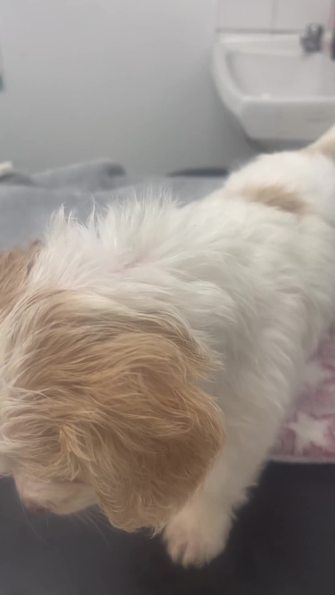 Cockapoo dogs for sale: Stunning Cockapoo puppies  - Video 5