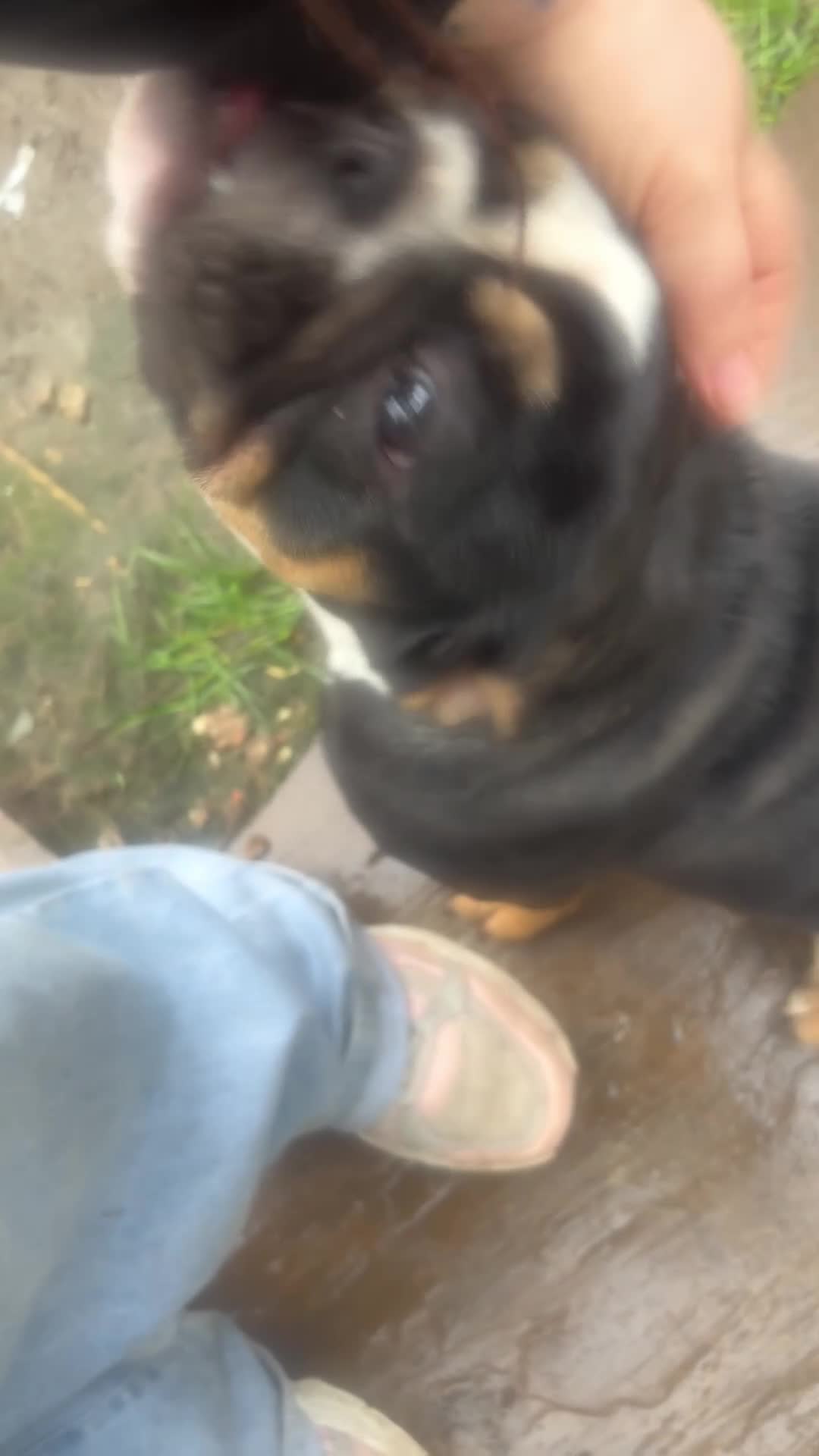 English Bulldog dogs for sale: Beautiful sweet girl available - Video 1