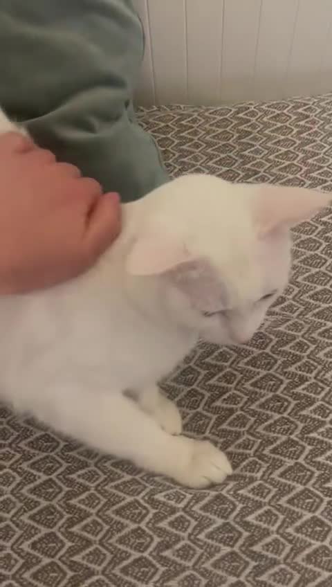 Mixed Breed cats for adoption: CASPAR BSH ?? HEALTHY CALM CUDDLY  - Video 2