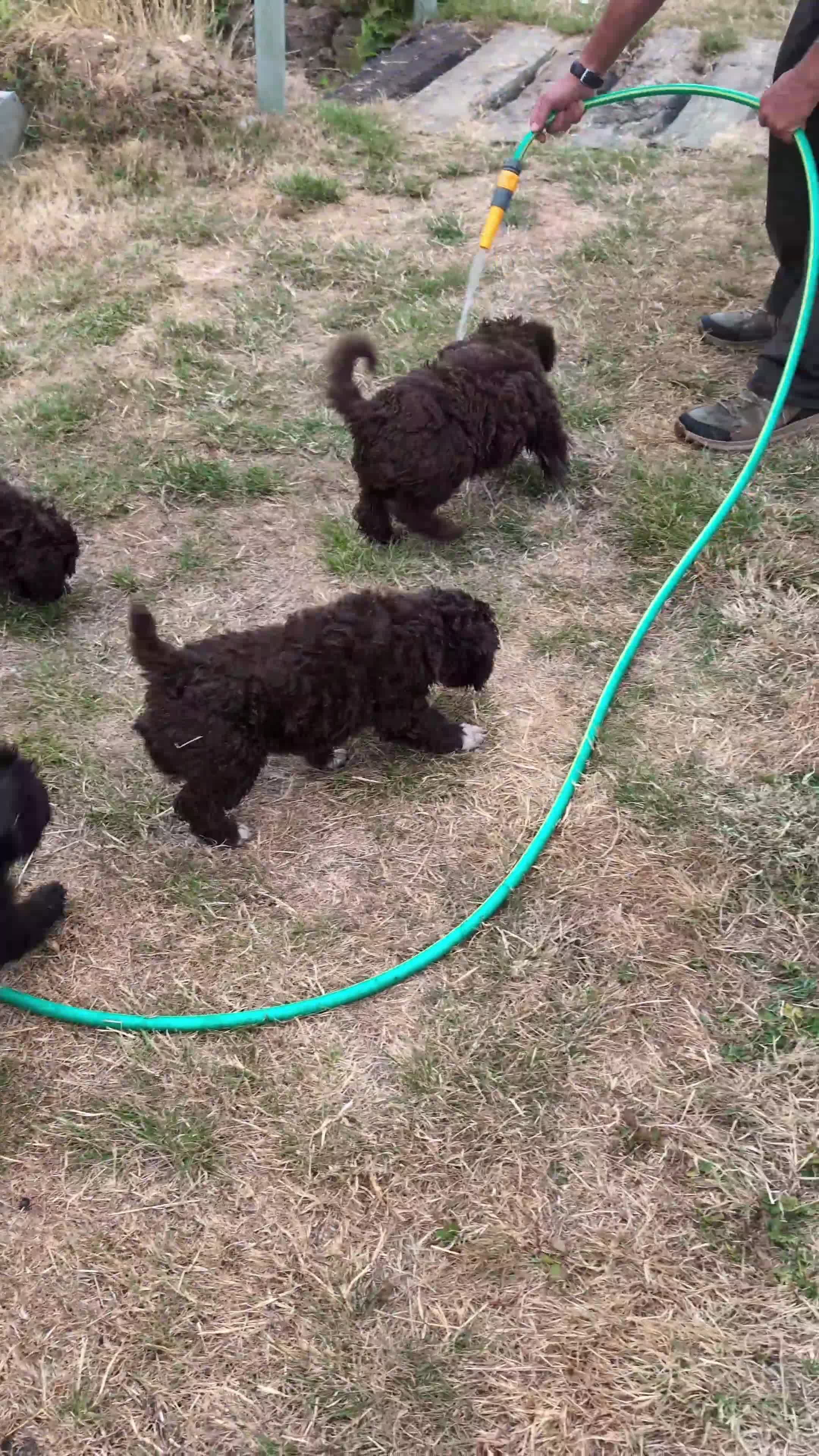 Spanish Water Dog dogs for sale: Spanish water dog  - Video 2