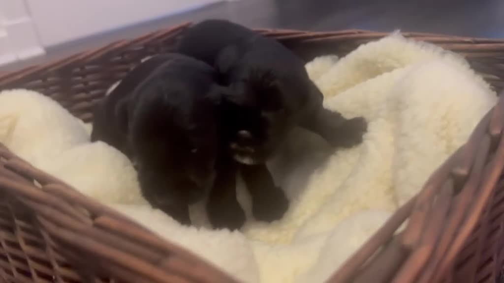 Miniature Schnauzer dogs for sale: Pedigree Miniature Schnauzers - Video 2