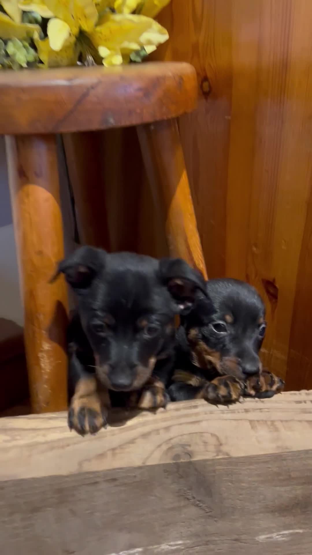 Lancashire Heeler dogs for sale: KC Reg Lancashire Heelers - Video 2