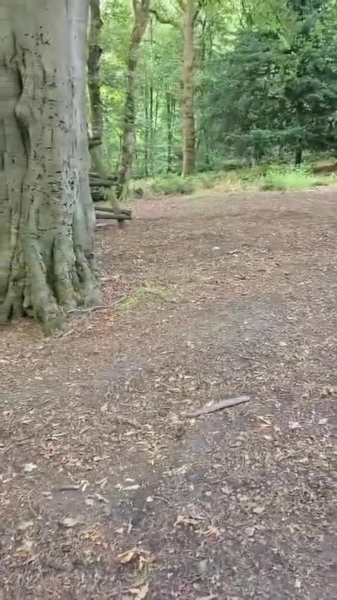 German Shepherd dogs for sale: Mack  - Video 1