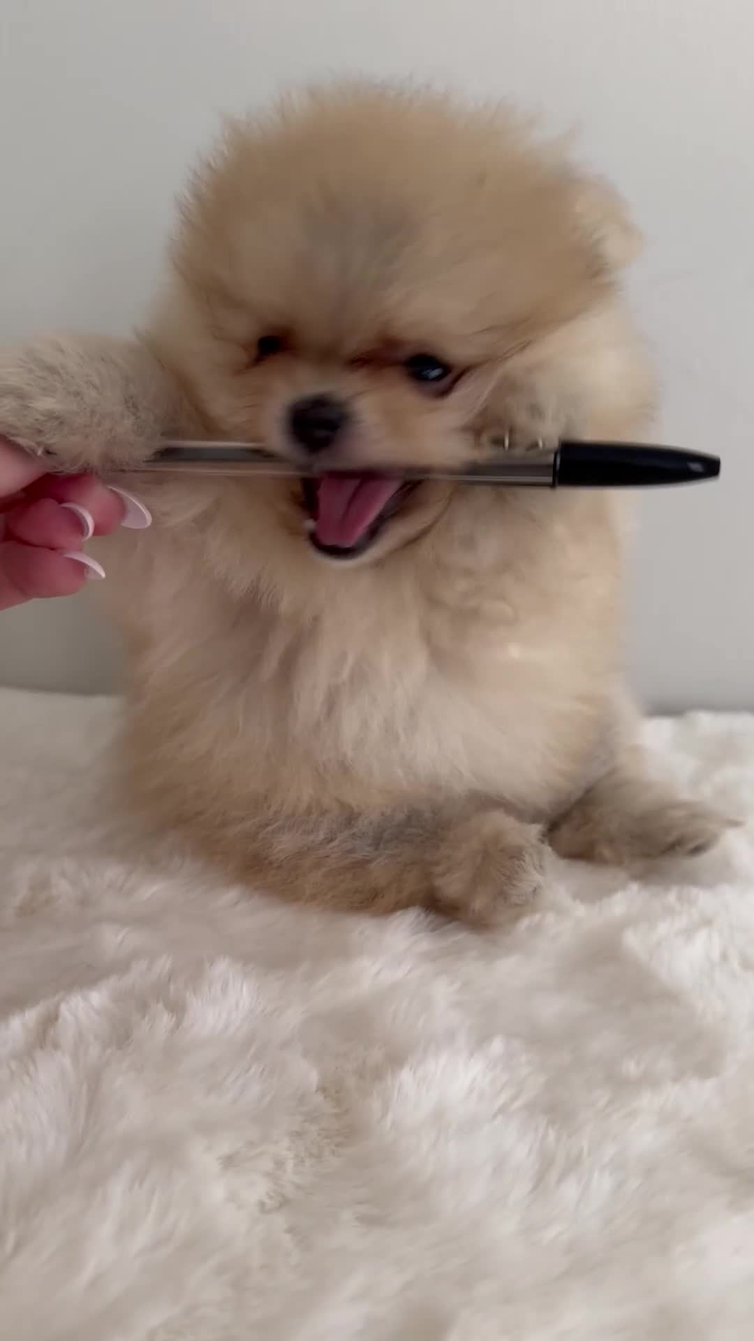 Pomeranian dogs for sale: Rare MINI TOY POMERANIAN puppies for sale! in London - Video 2