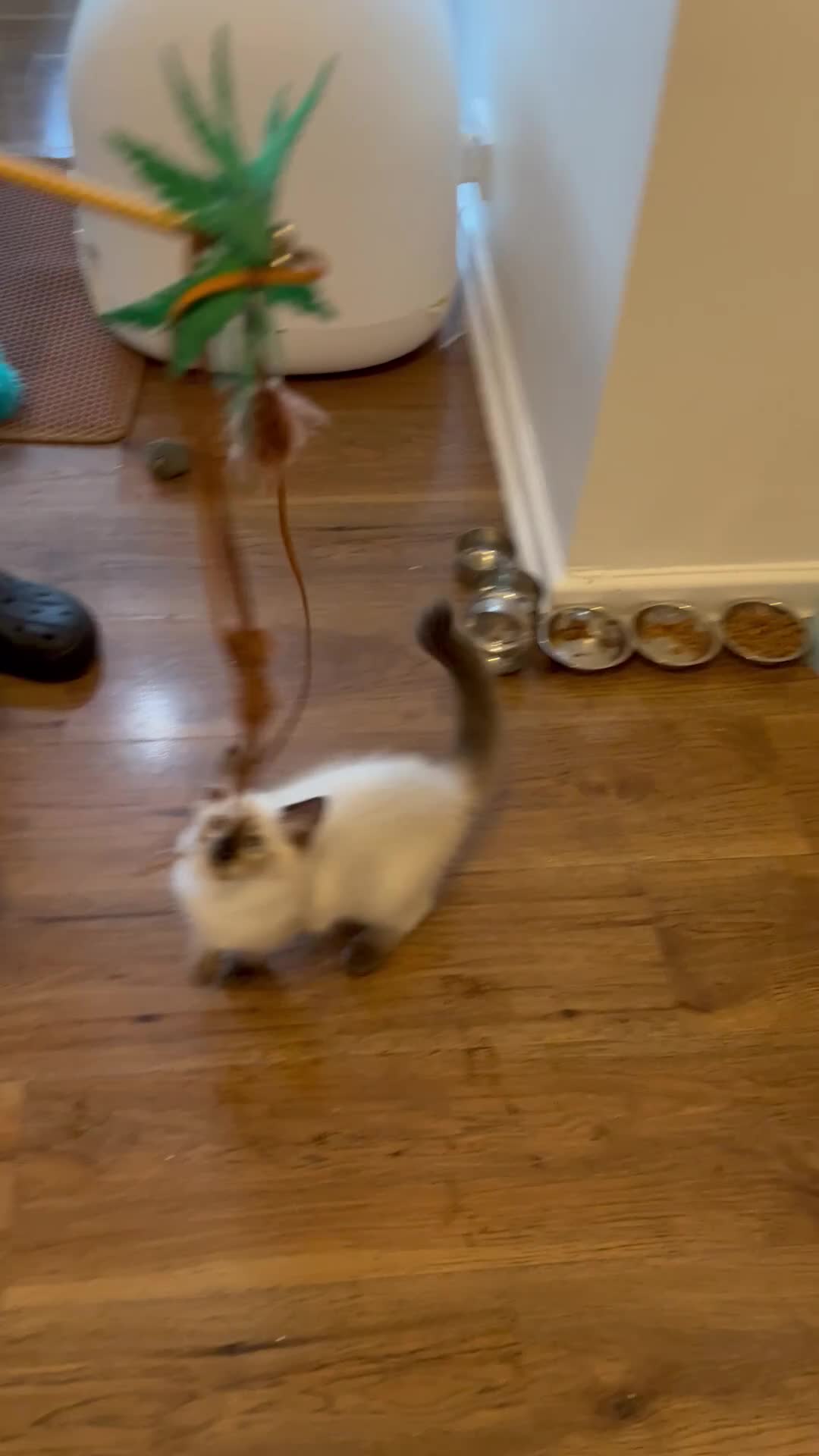Ragdoll cats for sale: 💖Fabulous Pure Ragdoll Kittens Waiting for Love❤️ - Video 3