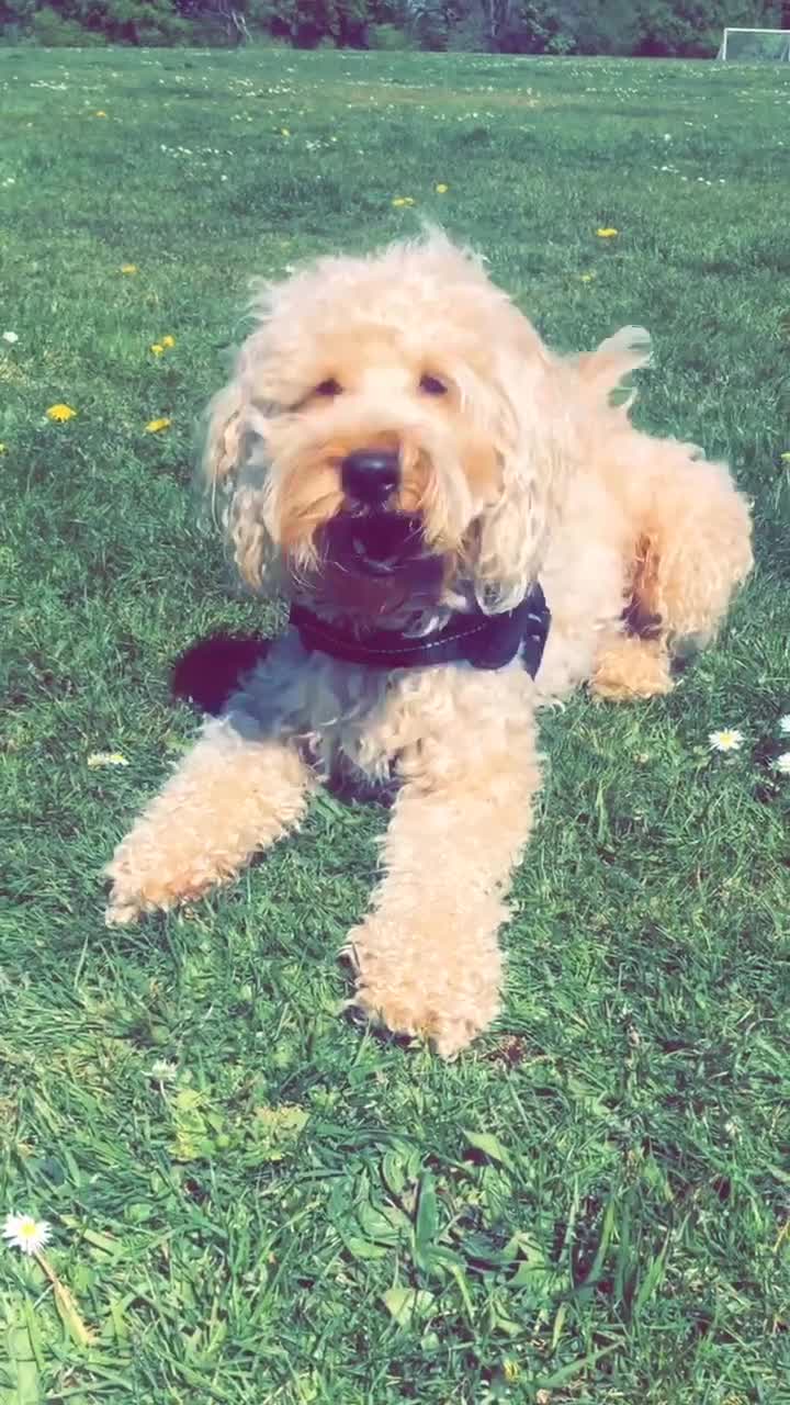 Cockapoo dogs for sale: Bentley Age 5  - Video 2