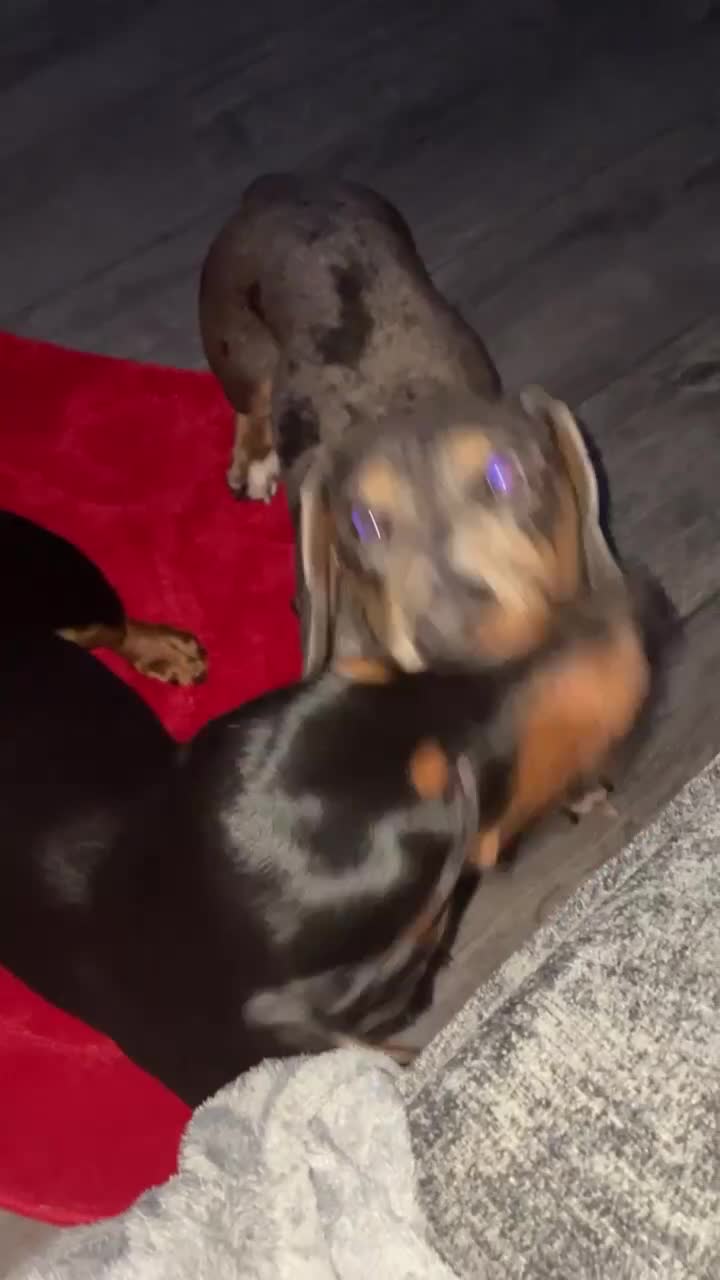 Miniature Dachshund dogs for stud: Miniature Dachshund Blue Merle for Stud - Video 1