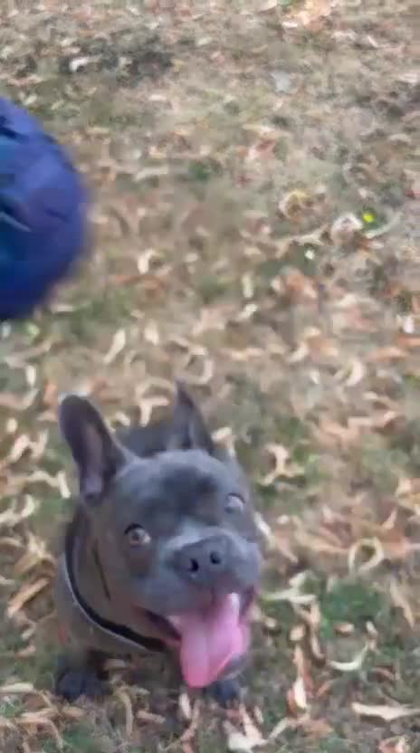 French Bulldog dogs for sale: French Bulldog Puppy Looking for a Loving Home in London - Video 1