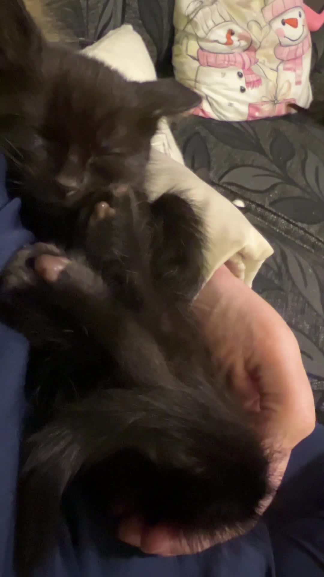 Mixed Breed cats for sale: Kittens for sale  - Video 1