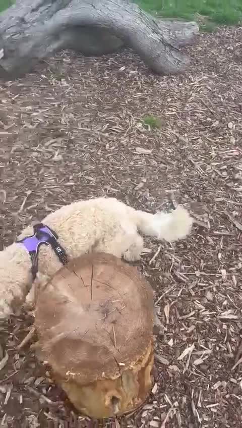 Cockapoo dogs for sale: Poppy - Video 4