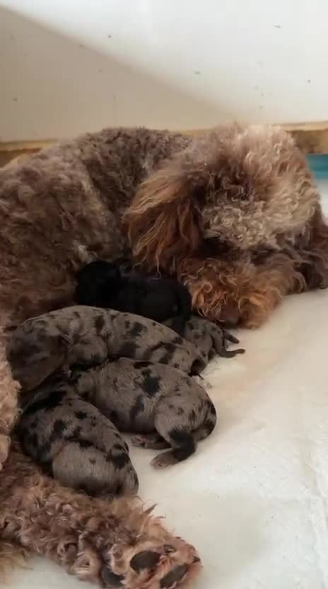 Mini Goldendoodle dogs for sale: Beautiful miniature F2b goldendoodles.  - Video 1