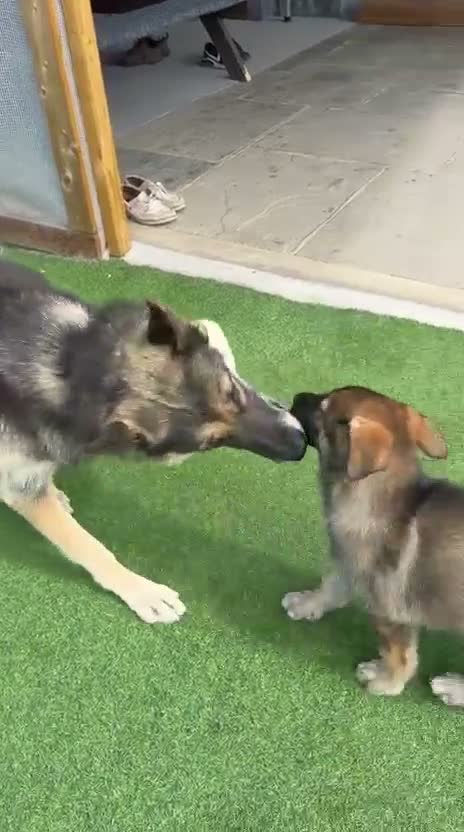 German Shepherd dogs for sale: 5Star⭐️Original Straight-Back German Shepherds  - Video 3