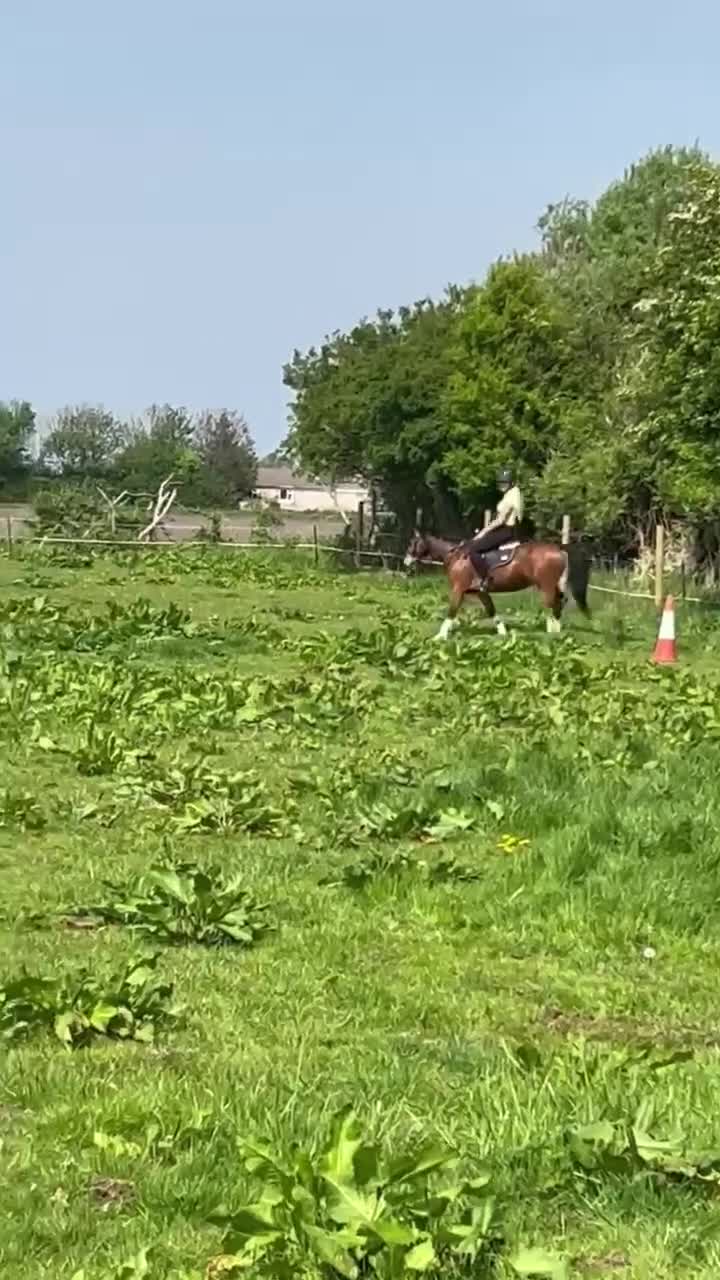 Welsh Section C horses for sale: Stunning Welsh pony  in Southport - Video 1