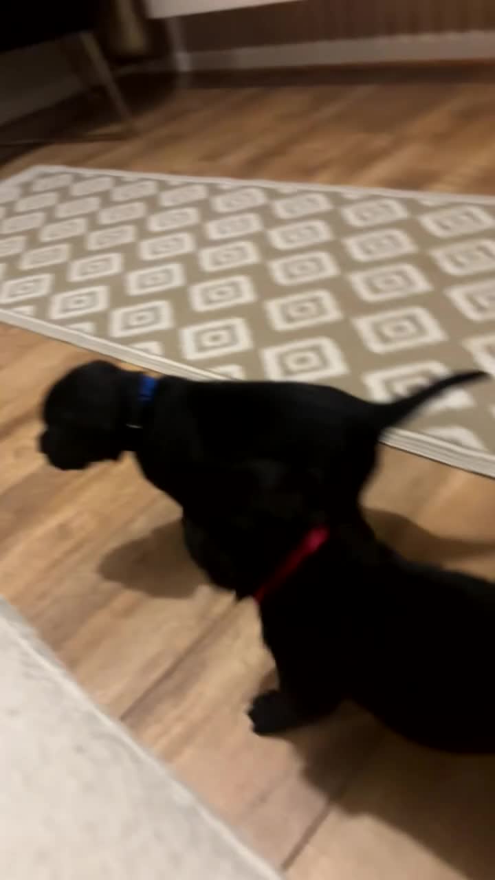 Labrador Retriever dogs for sale: 2 Labrador puppies left  - Video 2