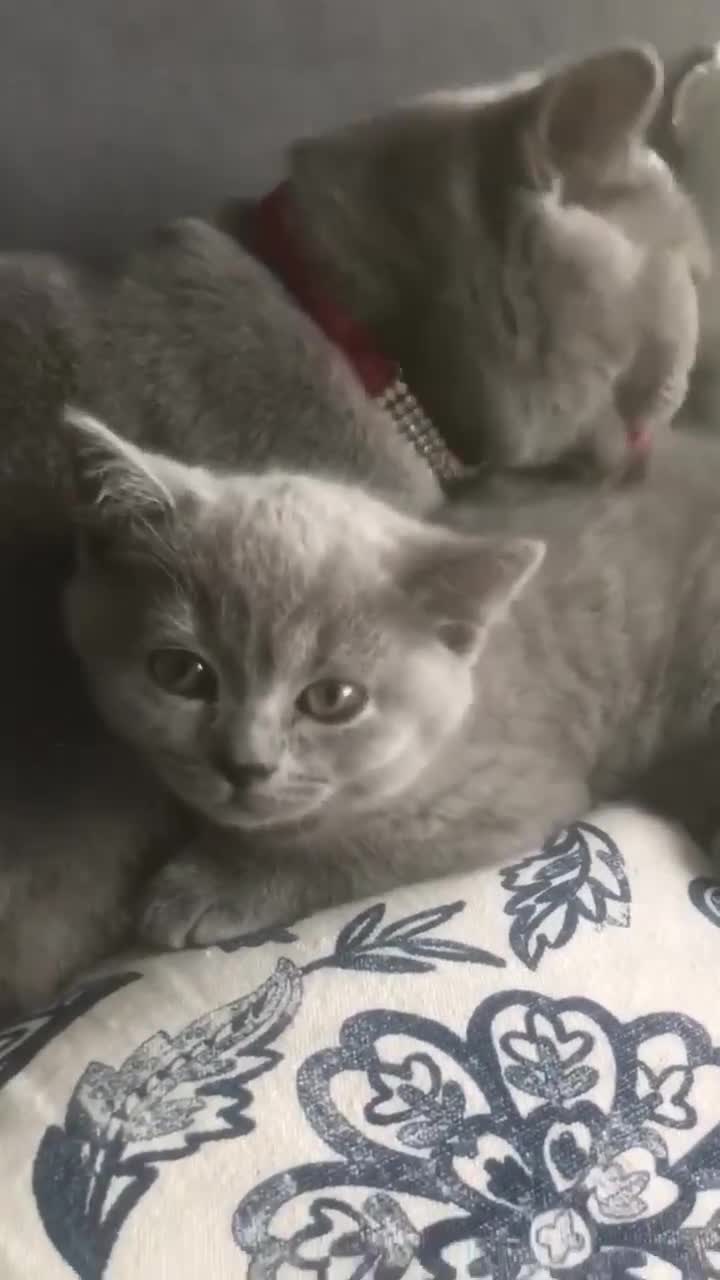 British Shorthair cats for sale: Last extremely friendly-pure BSH parents pedigree  - Video 1