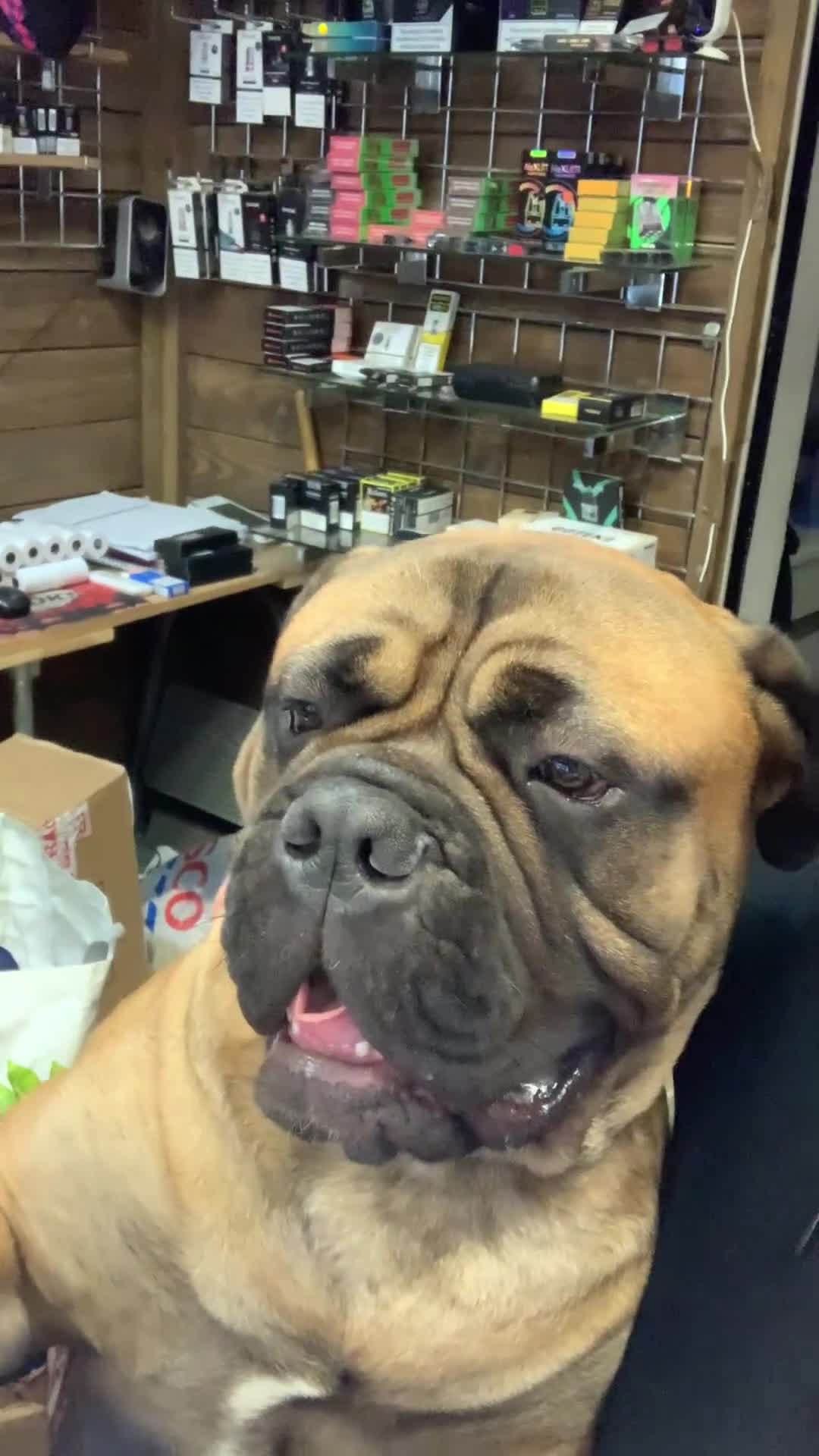 Bullmastiff dogs for stud: BAD MOON KENNELS - Video 1