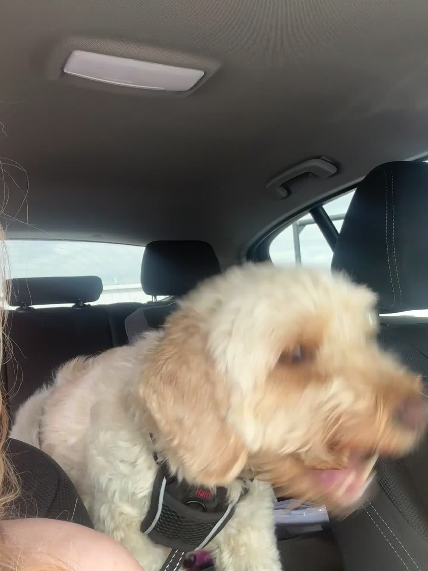 Cockapoo dogs for sale: 4yr old cockapoo for sale  - Video 1