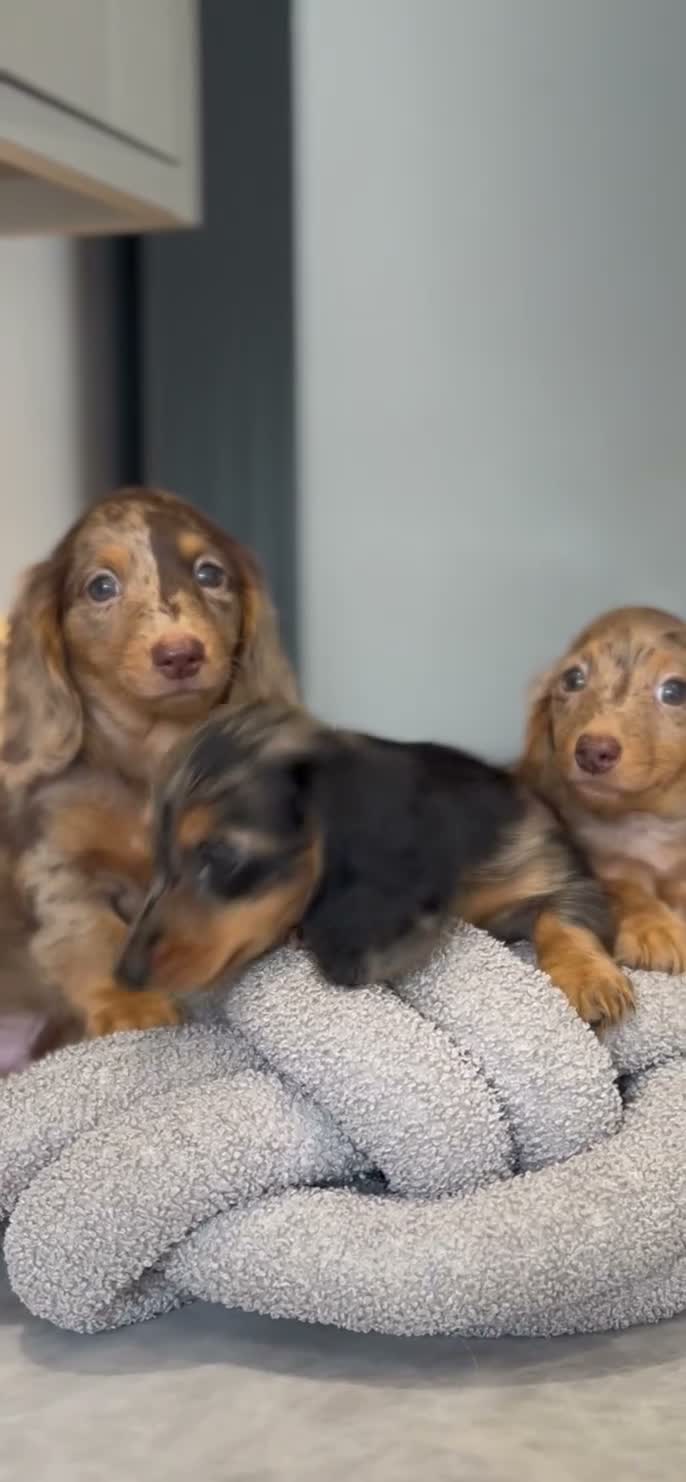 Miniature Dachshund dogs for sale: Long haired miniature dachshunds - Video 2