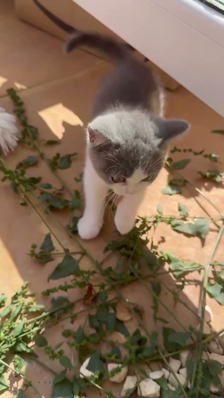 British Shorthair cats for sale: Beautiful British Shorthair 🐾 in Coventry - Video 1