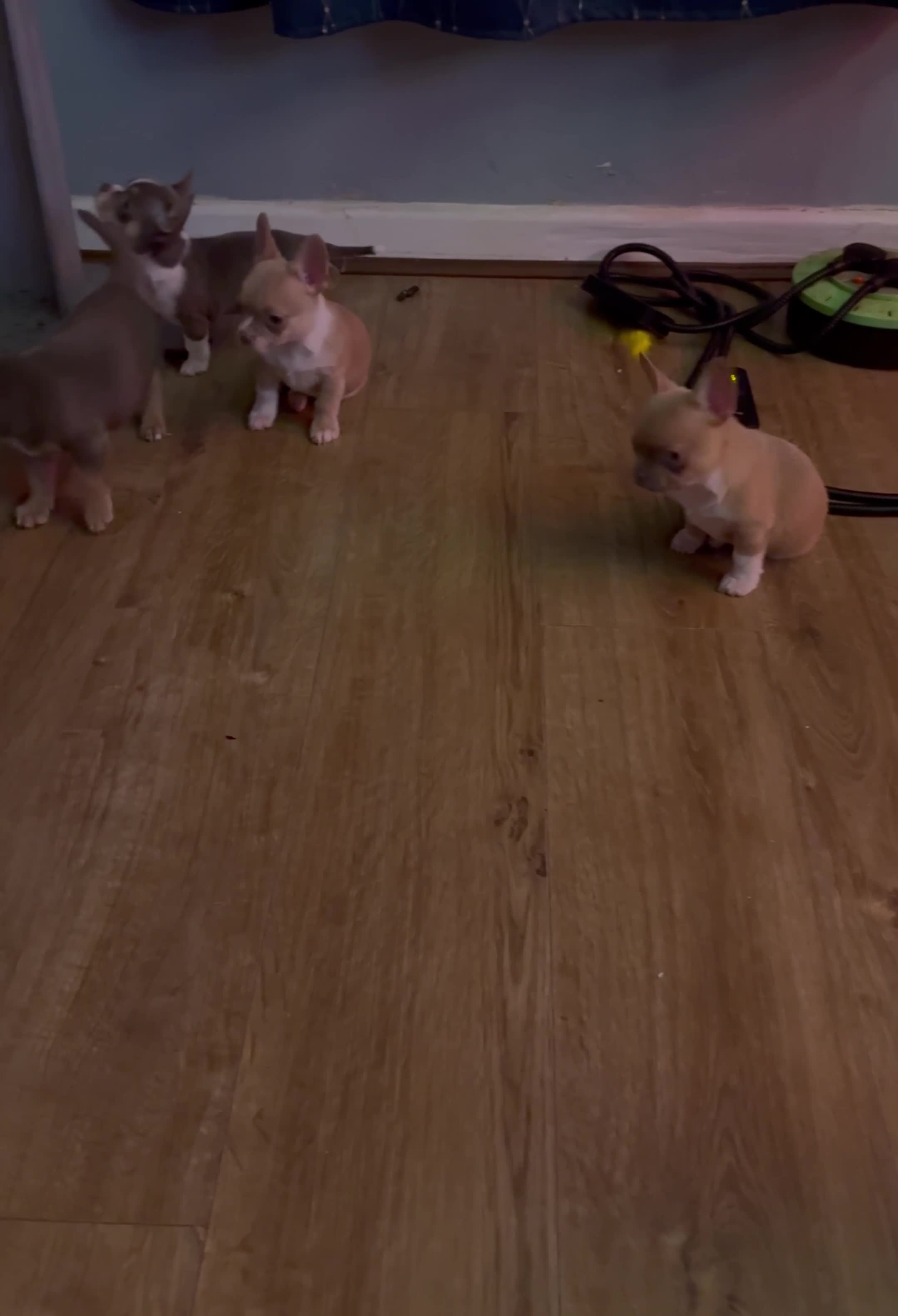 Mixed Breed dogs for sale: Frenchie X Chihuahua Male Puppies - Video 1