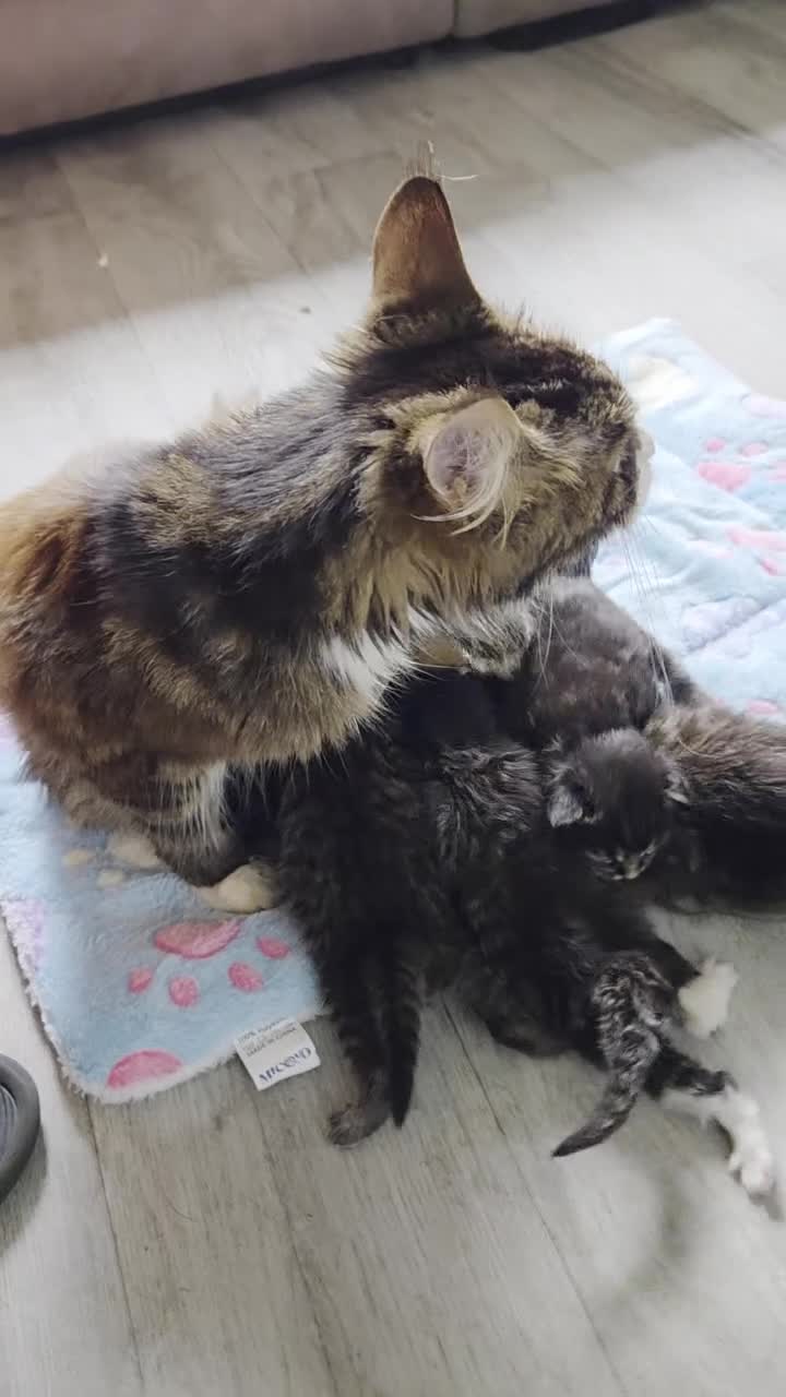 Maine Coon cats for sale: Stunning Full Maine Coon Kittens in Stoke-on-Trent - Video 1