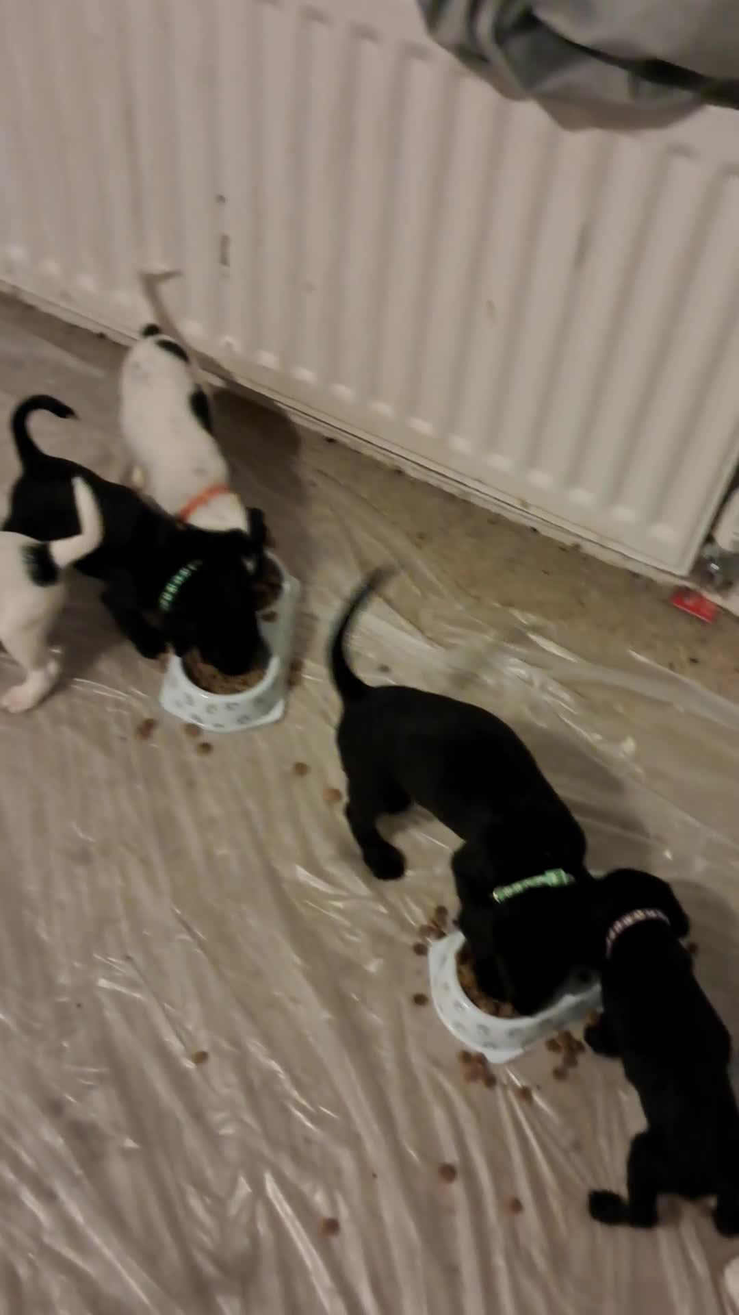 Mixed Breed dogs for sale: Splurcherpoo puppys - Video 1