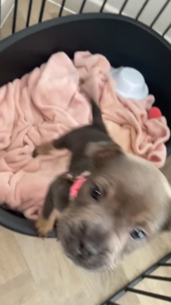 Mixed Breed dogs for sale: Shar Pei x French Bulldog puppy - Video 2